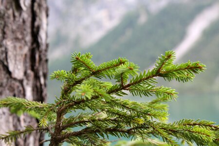 Tree green nature