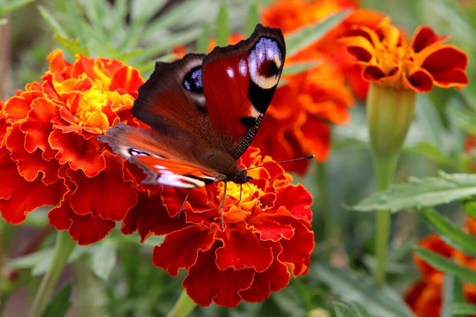 Insect close up animal