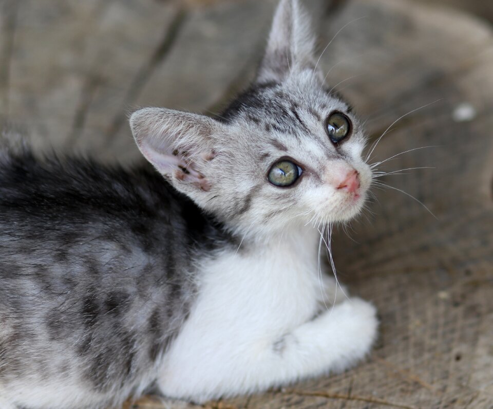 Small animals cute