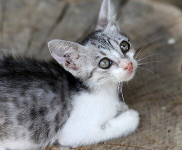 Small animals cute