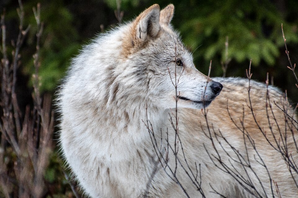 Animal carnivores wildlife