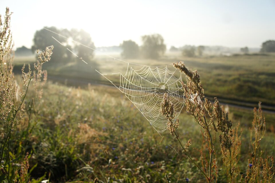 Cobweb polder landscape morgentau