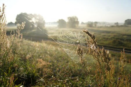 Cobweb polder landscape morgentau