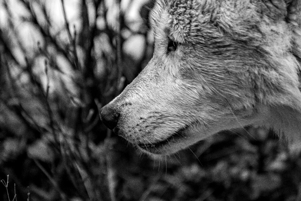 Animal carnivores wildlife