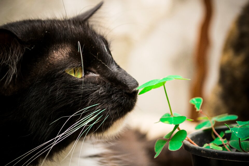Portrait fur feline