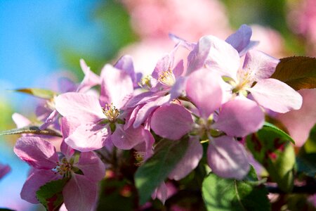 Apple branch nature photo