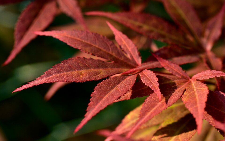 Fine tender ornamental maple