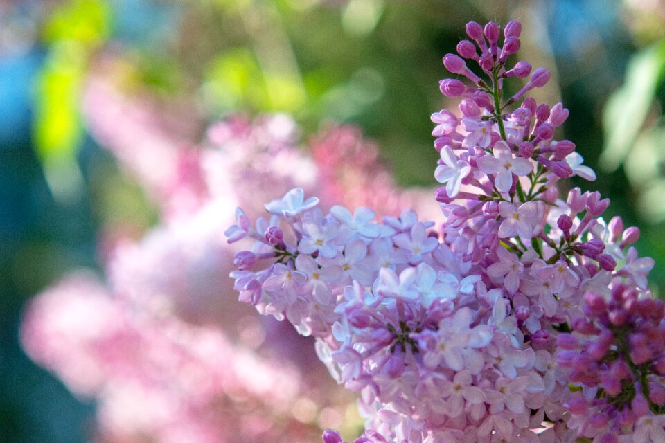 Purple lavender plant photo