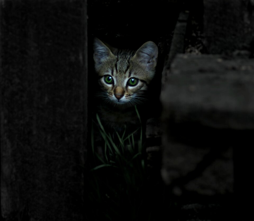 Small animals cute