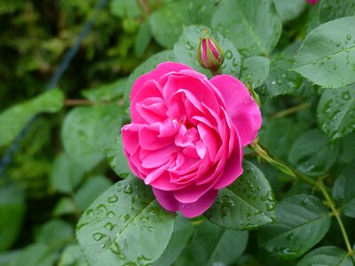 Rose blooms close up flower