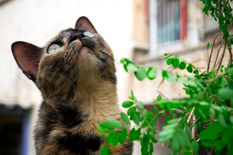 Portrait fur feline