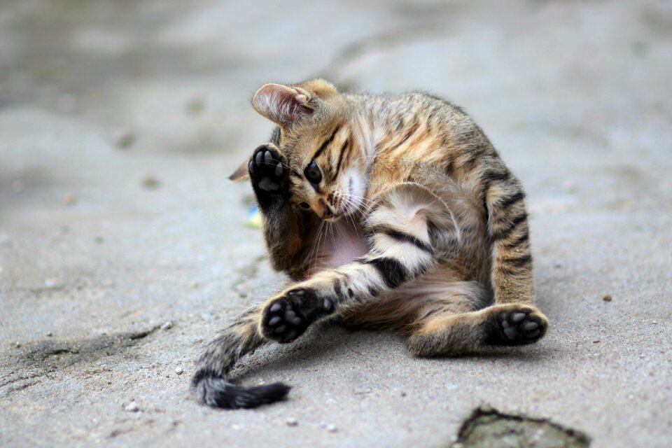 Small animals cute