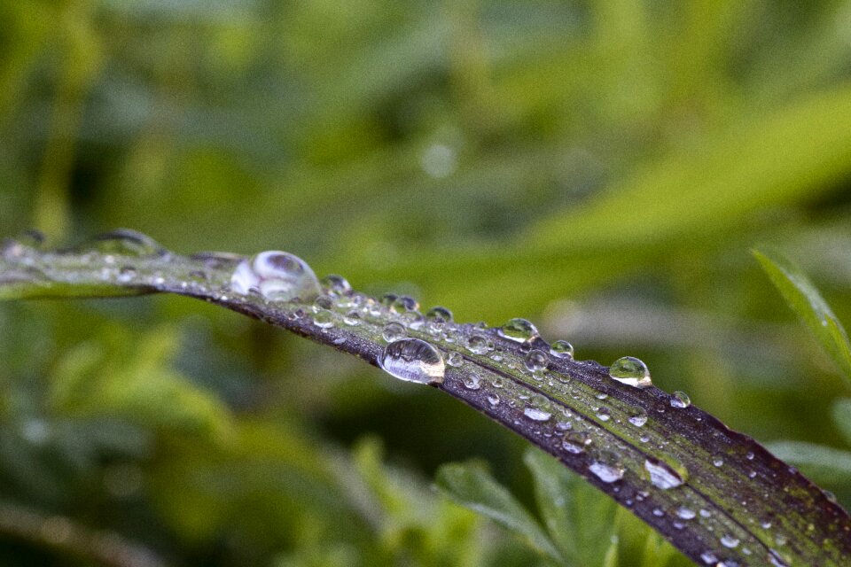 Green dew wet