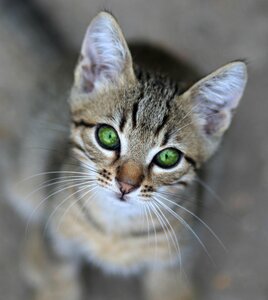 Small animals cute