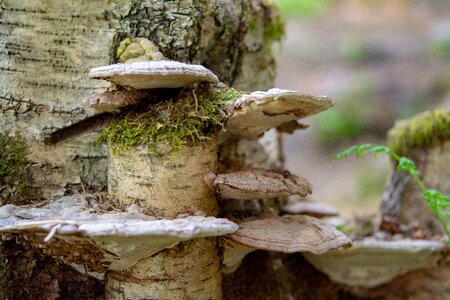 Forest nature autumn photo