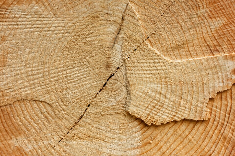 Tree spruce firewood