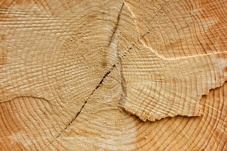 Tree spruce firewood