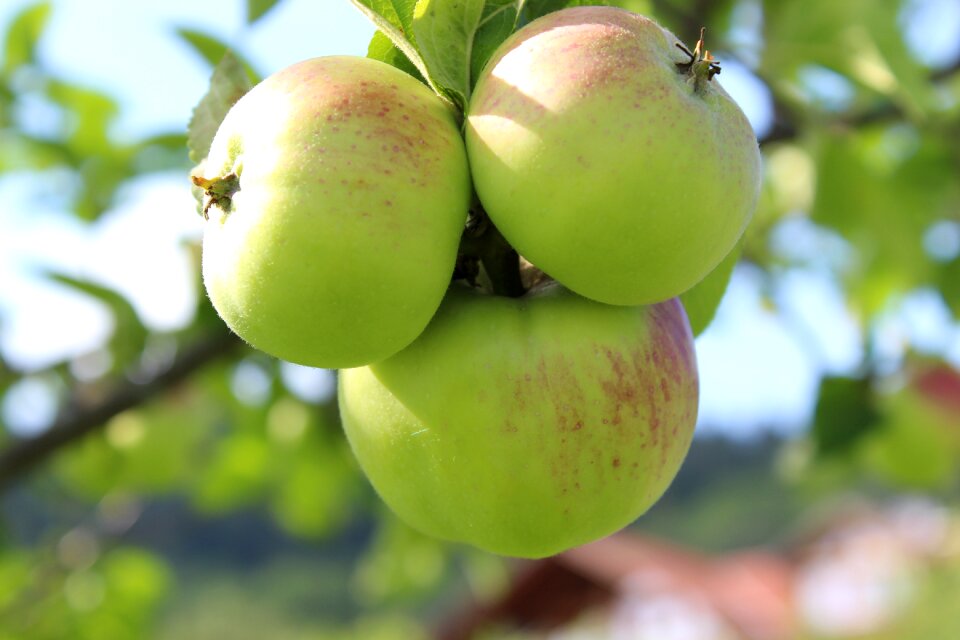 Food bio kernobstgewaechs