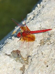 Pond winged insect sympetrum fonscolombii