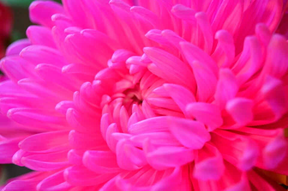 Nature blossom summer