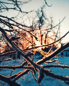 Frost nature morning