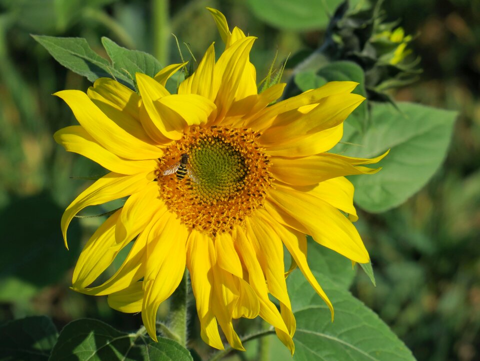 Bloom yellow nature