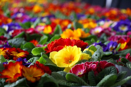 Women's day sea of flowers lots of pots of flowers