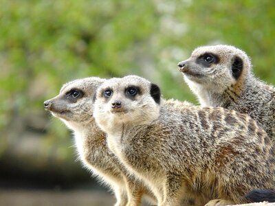 Animal mammal meerkat photo