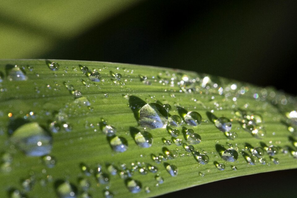 Green dew wet