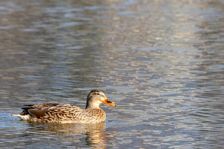 Water surface reflection photo