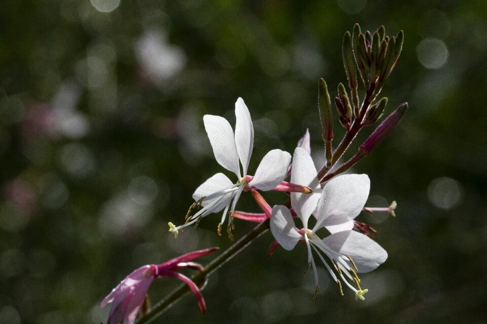 Nature wildflower beautiful