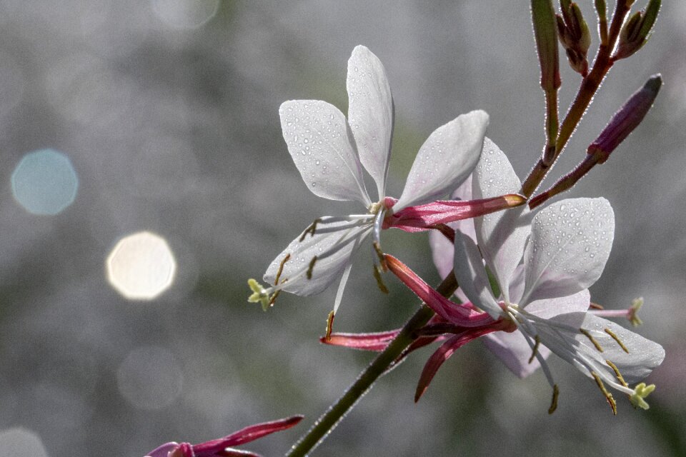 Nature wildflower beautiful