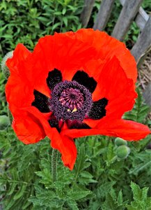 Red poppy flower blossomed dark poppy seed approaches photo