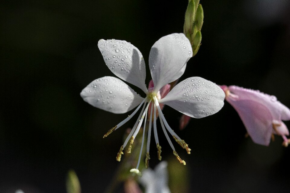 Nature wildflower beautiful