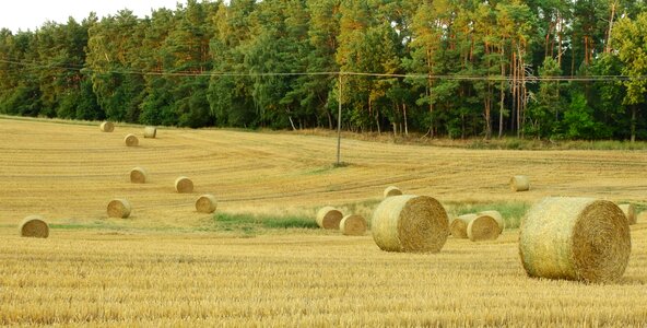 Summer landscape straw
