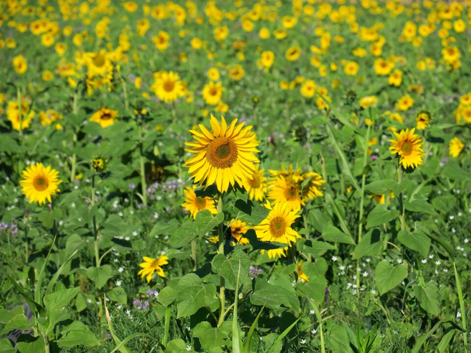 Sunny bright autumn