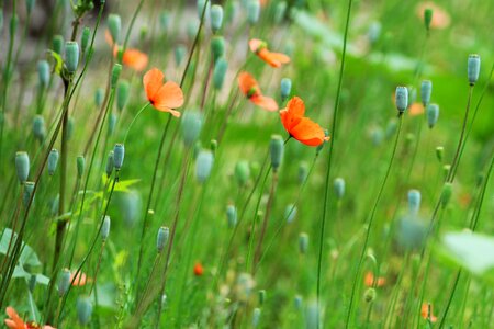 Green spring toscana