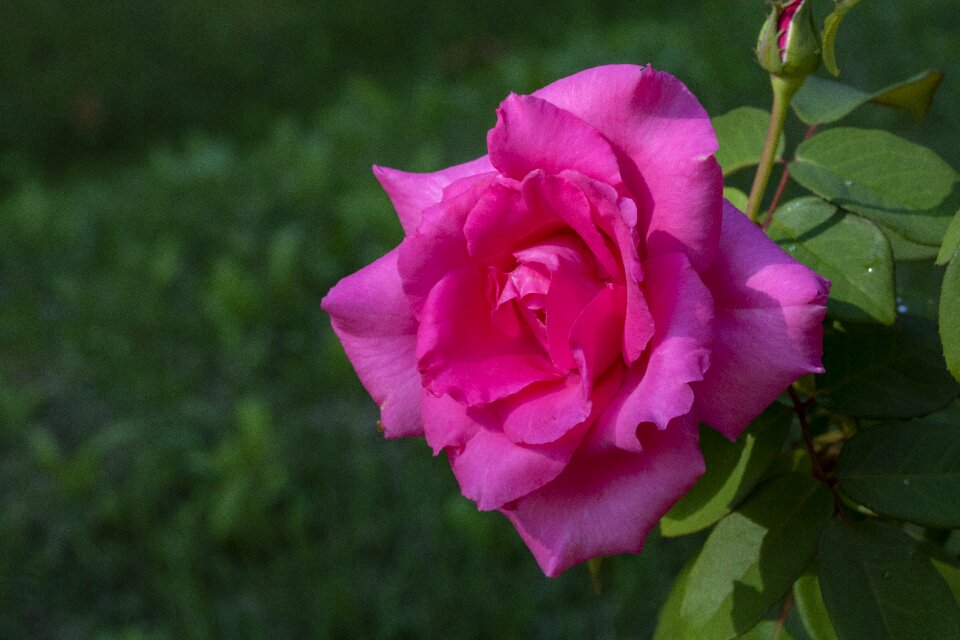 Beautiful pink nature