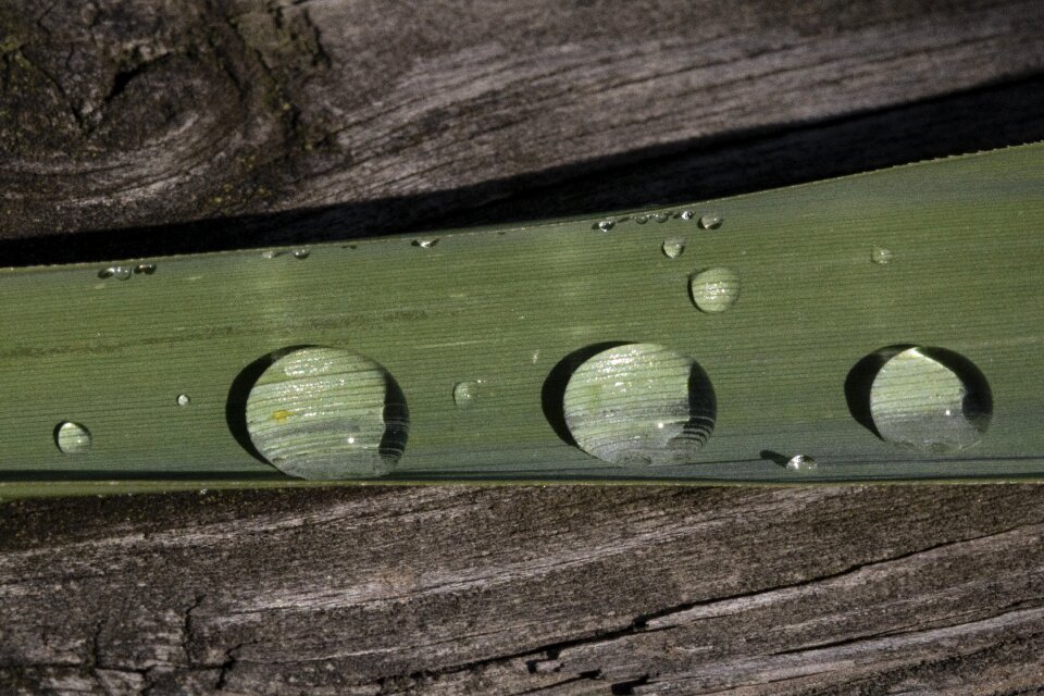 Green dew wet