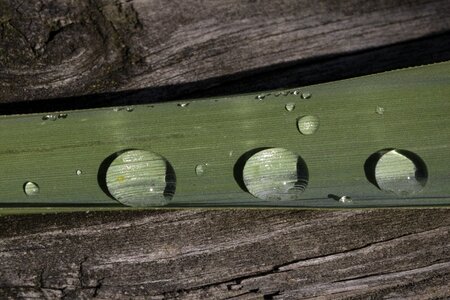 Green dew wet photo