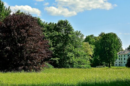 Park grove of trees landscape