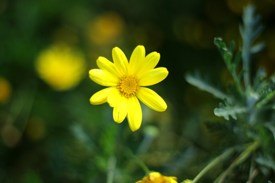 Chrysanthemum field nature