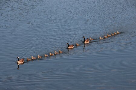 Waterfowl lake water photo