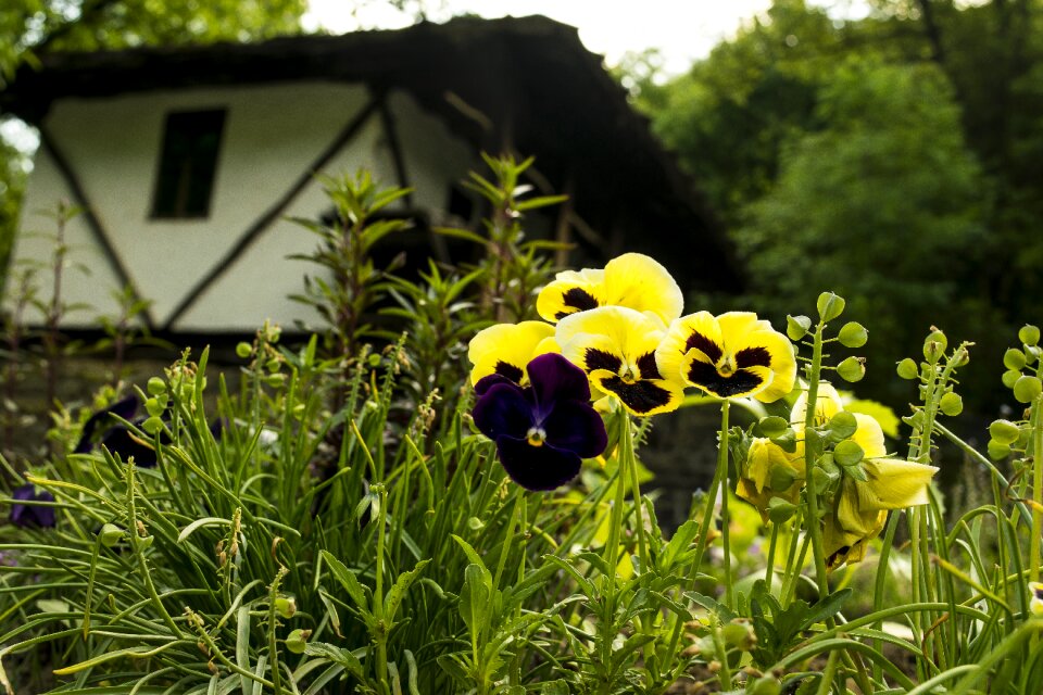 House flowers pansy