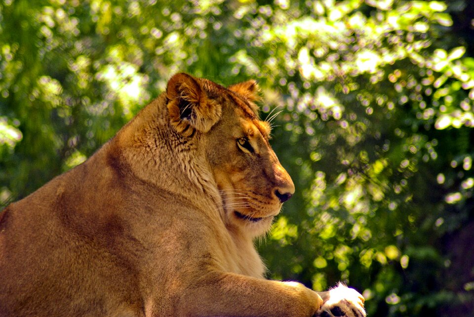 Animal predator portrait