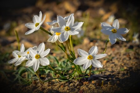 Nature blossom white
