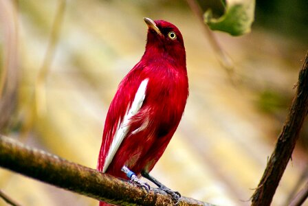 Cotinga bird tropical