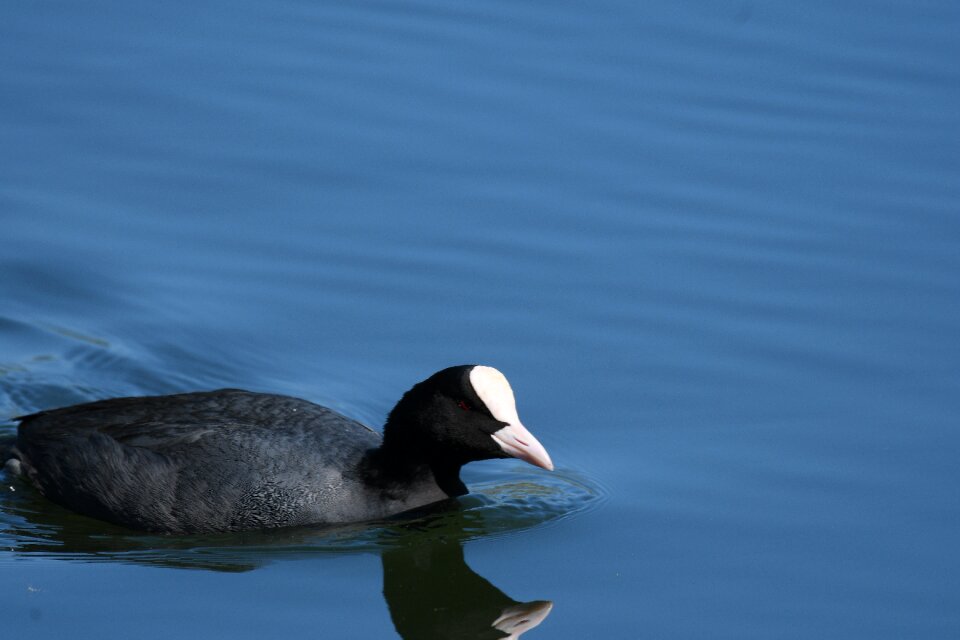 Animal world nature duck
