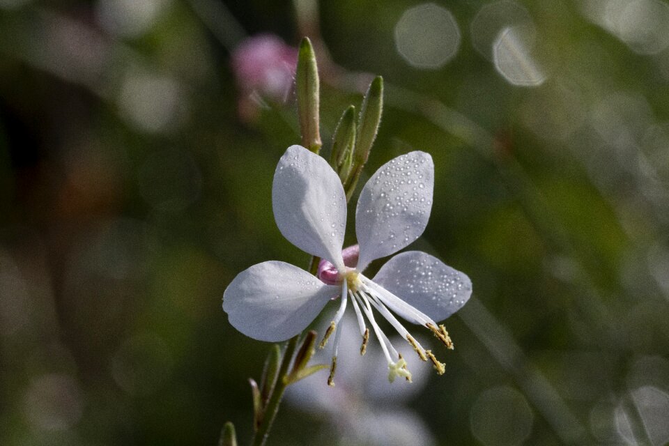 Nature wildflower beautiful