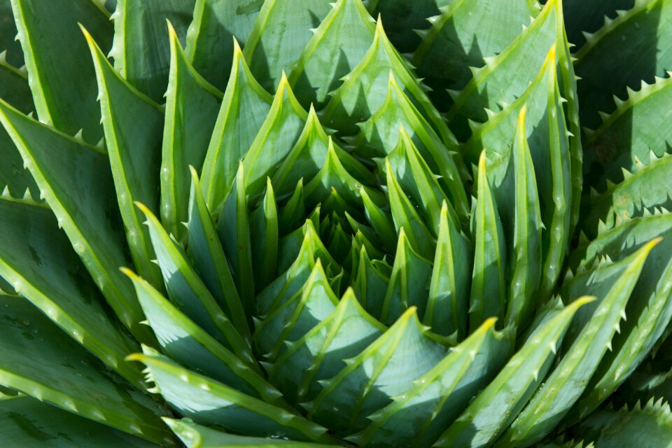 Asphodelaceae perennial succulent